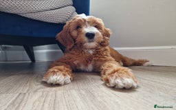 Miniature Poodle dogs for stud: Miniature poodle for stud. - Image 7