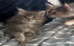 Maine Coon cats for sale: Beautiful female full Maine coon kittens  - Image 7