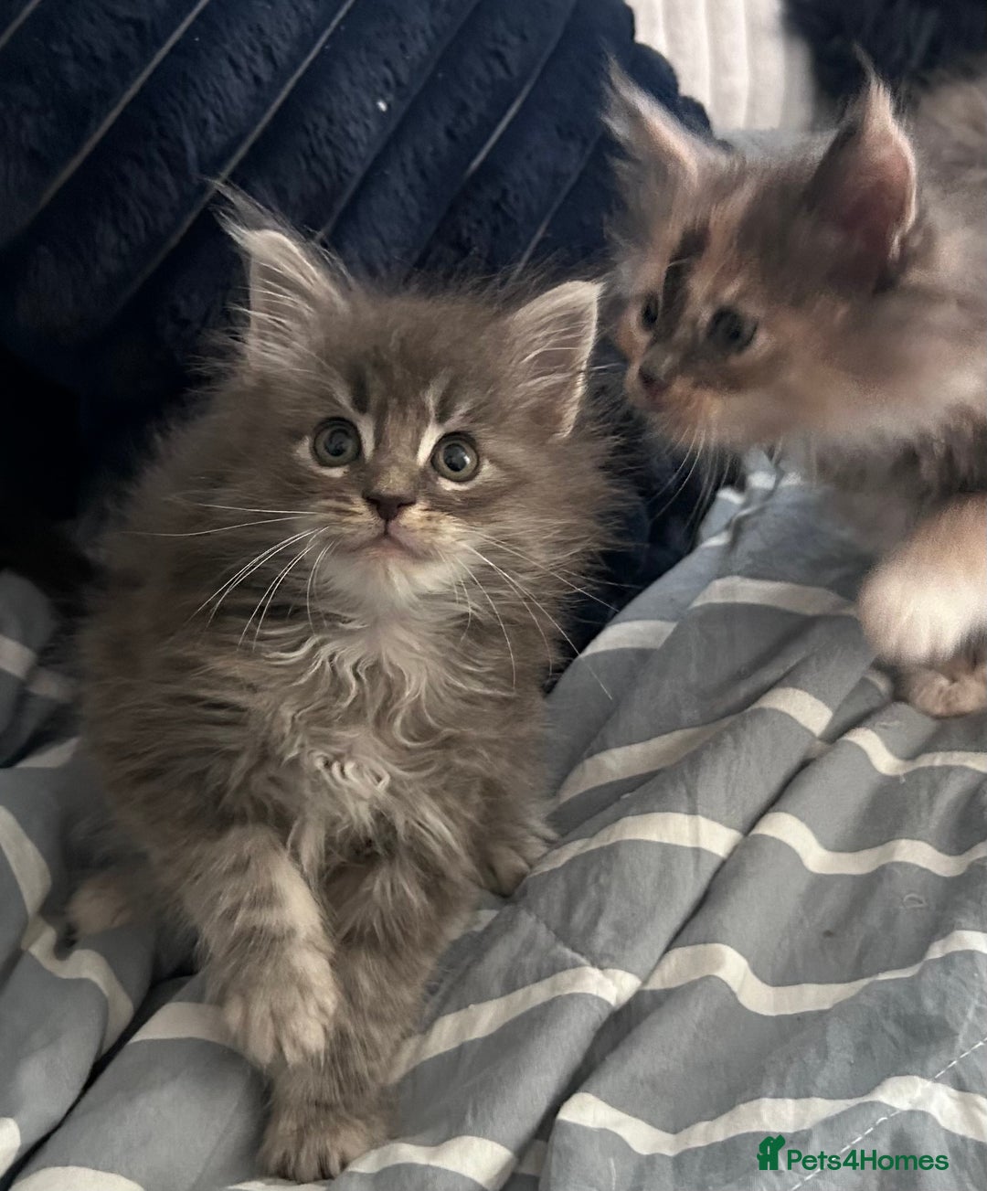 Maine Coon cats for sale: Beautiful female full Maine coon kittens  - Image 7