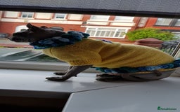 Sphynx cats for sale: Sphynx girl 7 years old - Image 1