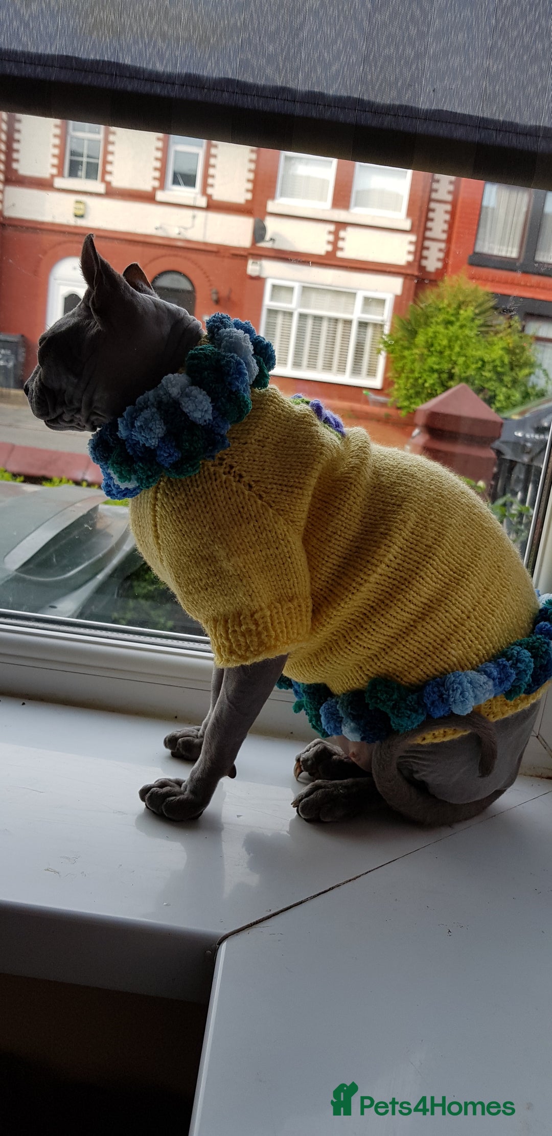 Sphynx cats for sale: Sphynx girl 7 years old - Image 1