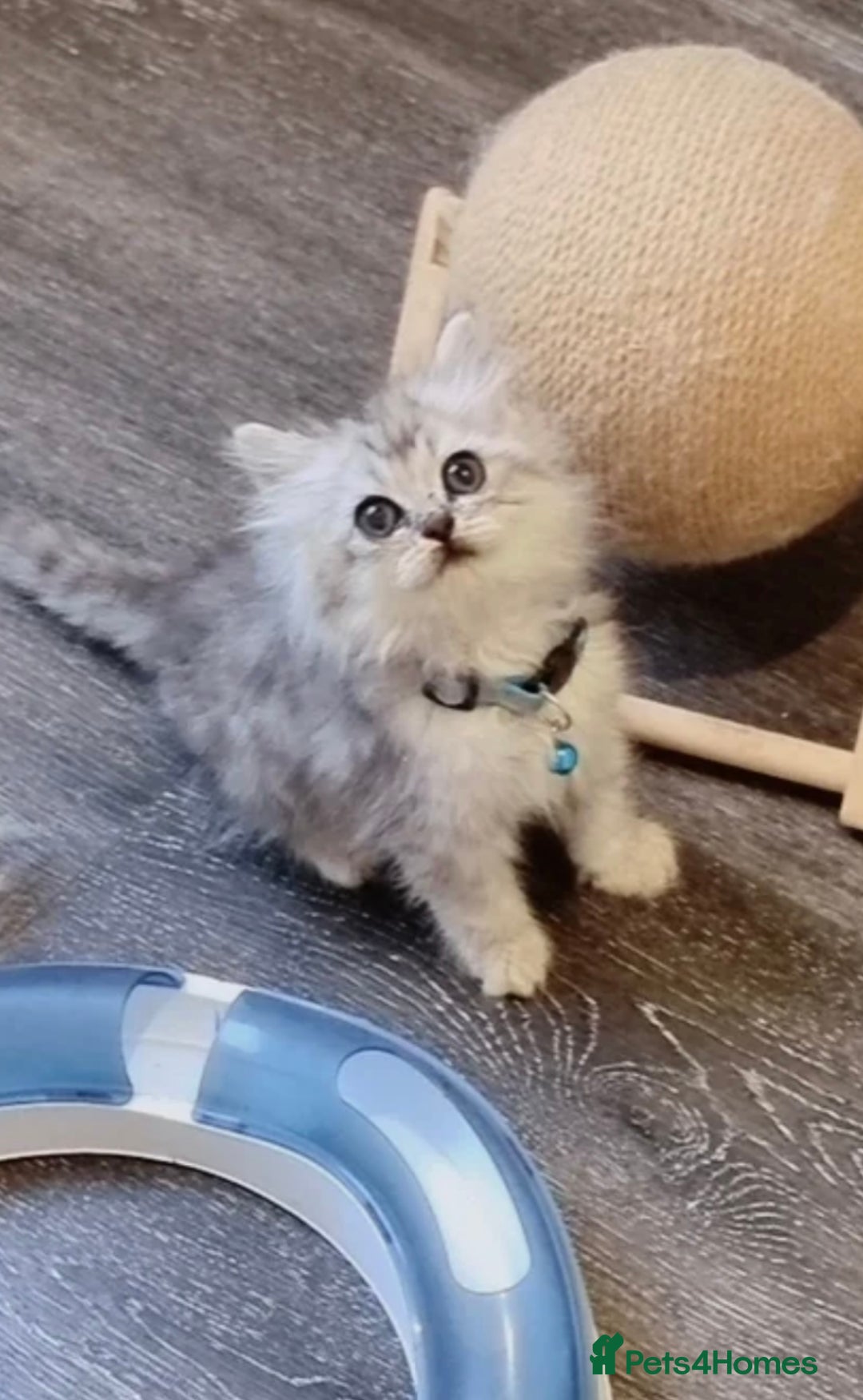 Persian cats for sale: Gorgeous Persian chinchilla  - Image 5