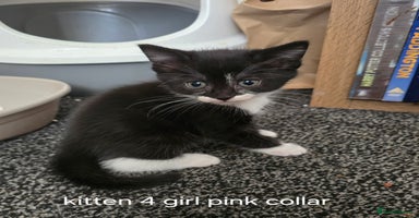 Domestic Shorthair cats - Advert 7
