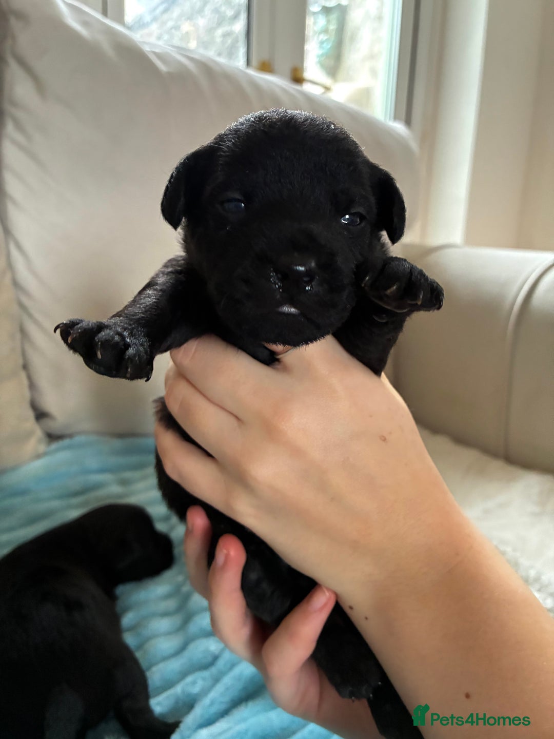 Patterdale Terrier dogs for sale: Patterdale pups  - Advert 8