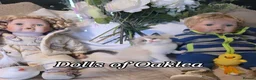 Ragdoll cats for sale: Gorgeous Pedigree ragdoll  - Advert 6