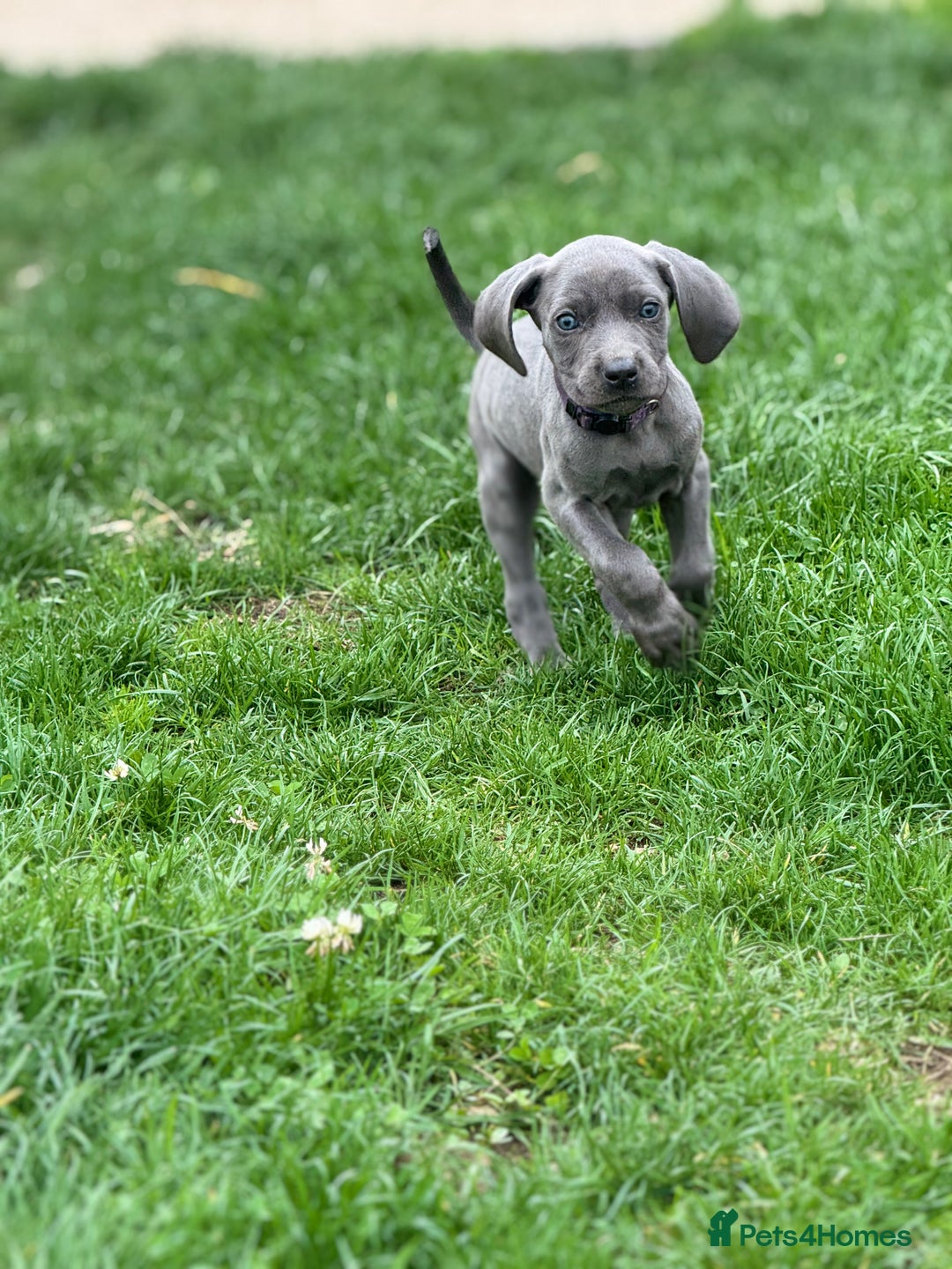 Weimaraner dogs for sale:  Ready next week✨1 Boy & last few Girls Available✨ - Image 35