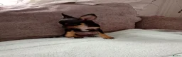 Miniature Pinscher dogs for sale: For Sale  - Advert 7