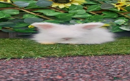 Angora rabbits for sale: Beautiful Angora Boy  - Image 1