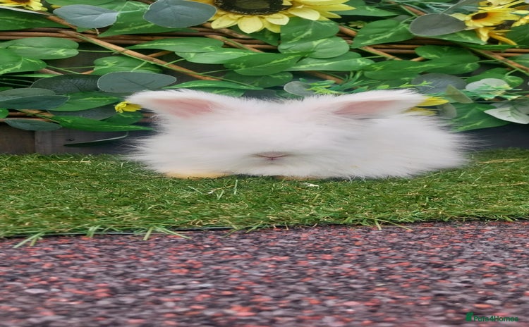 Angora rabbits - Advert 1