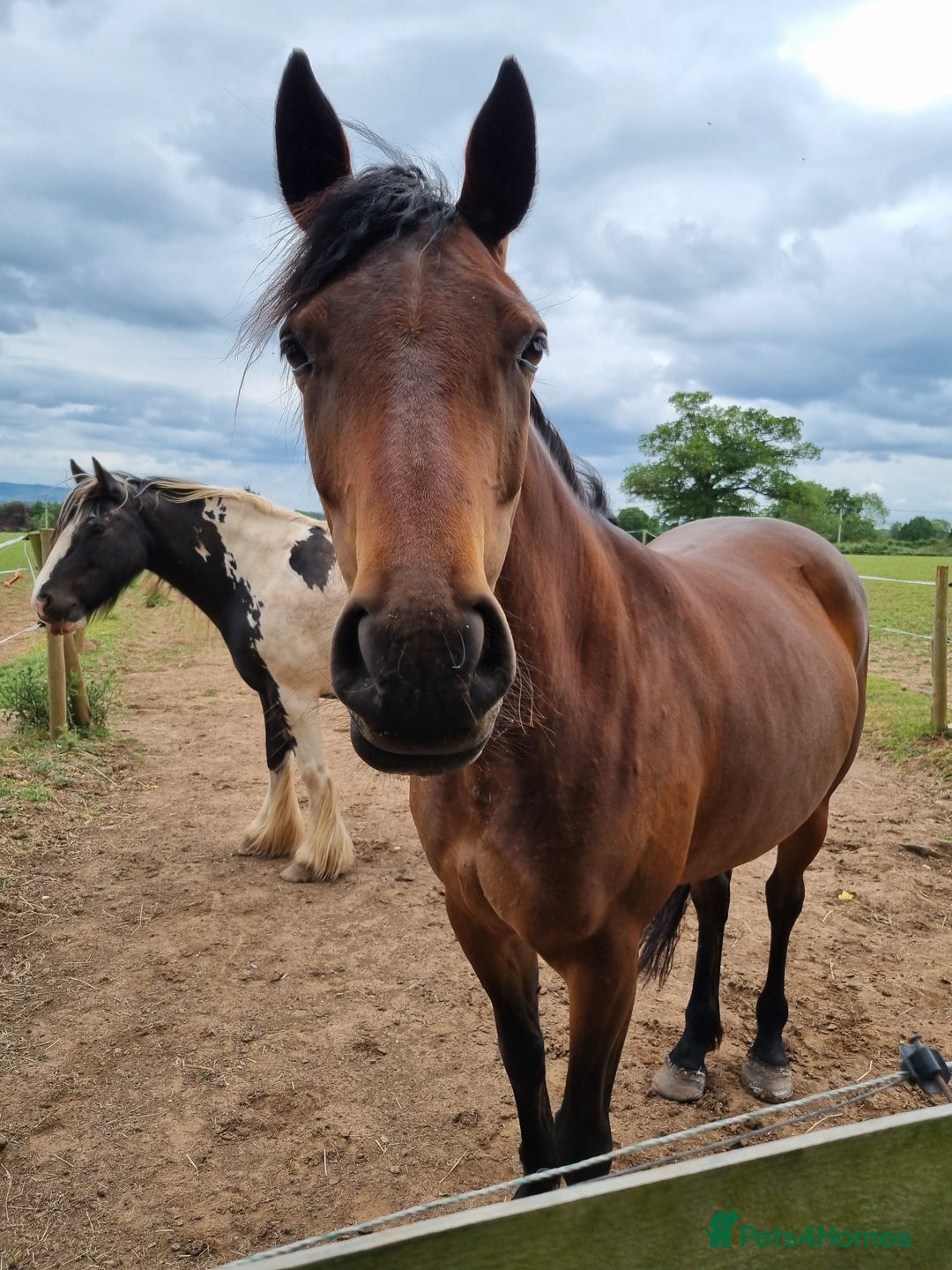 Welsh Section D horses for sale: Bartonhouse charlotte(charlie)15.1 welsh part bred - Image 8