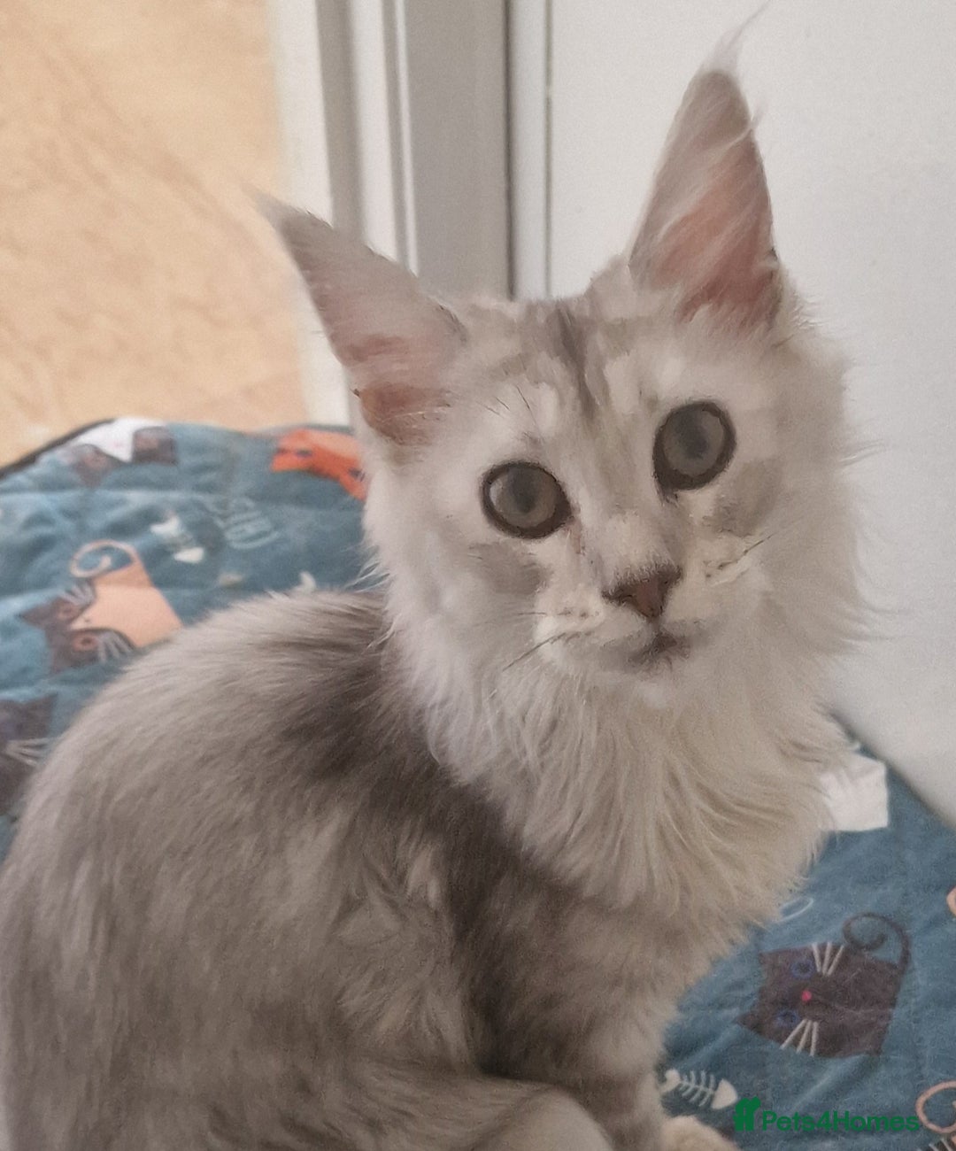 Maine Coon cats for sale:  high Silver smoke maine coon  - Image 2
