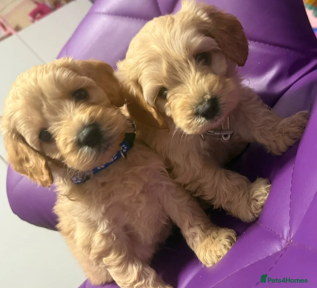 Cockapoo dogs for sale: Beautiful puppies  - Advert 24