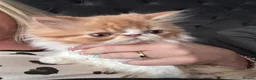 Persian cats for sale:  2 beautiful girls left Persian REDUCED £ - Advert 10