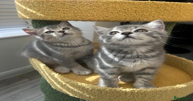 Scottish Fold cats - Advert 3
