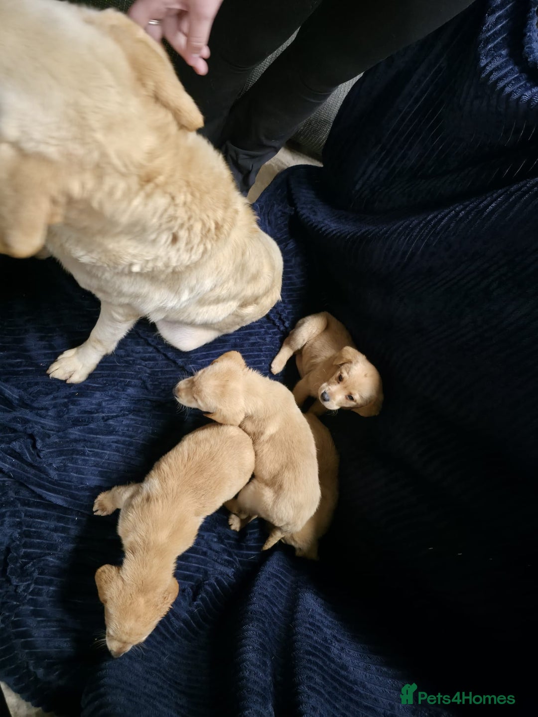 Labrador Retriever dogs for sale: Golden Labrador puppies  - Image 5