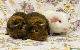 Guinea Pig rodents for sale: Beautiful mix of baby male Guineapigs  - Advert 2