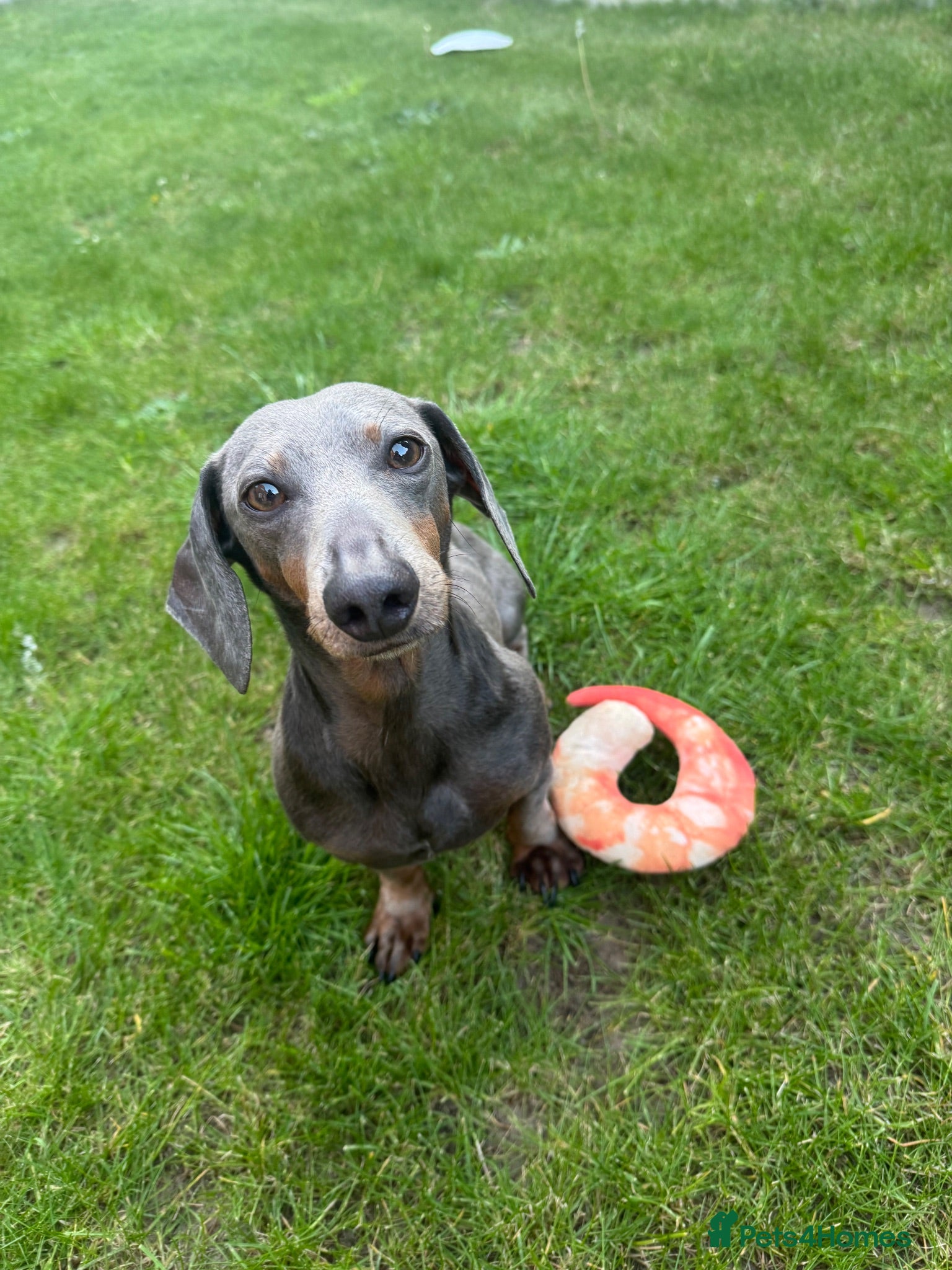 Dachshund dogs Pablo  - Advert 1