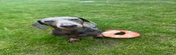 Dachshund dogs for sale: Pablo  in Nuneaton - Advert 1