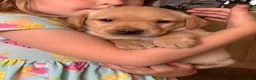 Labrador Retriever dogs for sale: Beautiful KC Labrador puppies - Advert 3