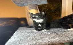 British Longhair cats for sale: British Longhair mix Kittens  - Image 4