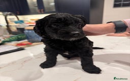 Labradoodle dogs for sale: F1b Miniature Labradoodle Puppies  - Advert 33