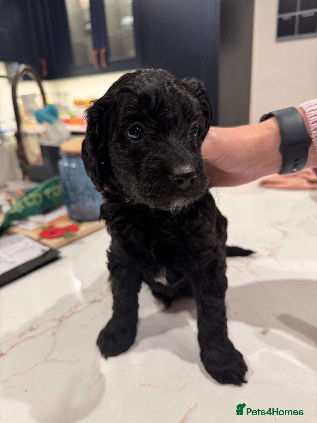 Labradoodle dogs for sale: F1b Miniature Labradoodle Puppies  - Advert 33