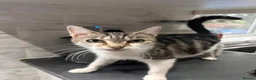 British Shorthair cats for sale: British Shorthair Kittens, Ready To Leave 🐱 - Advert 1