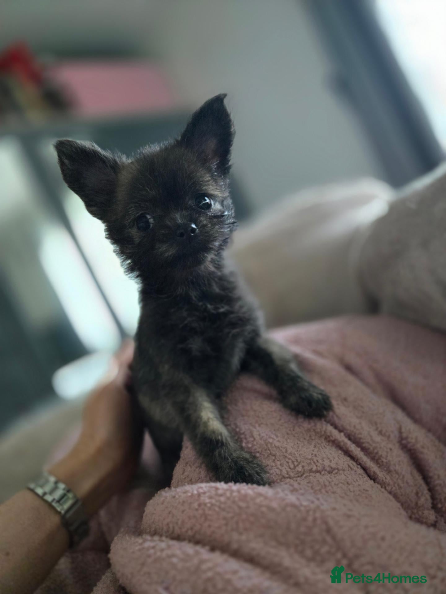 Pomchi dogs for sale: Little baby  - Advert 8