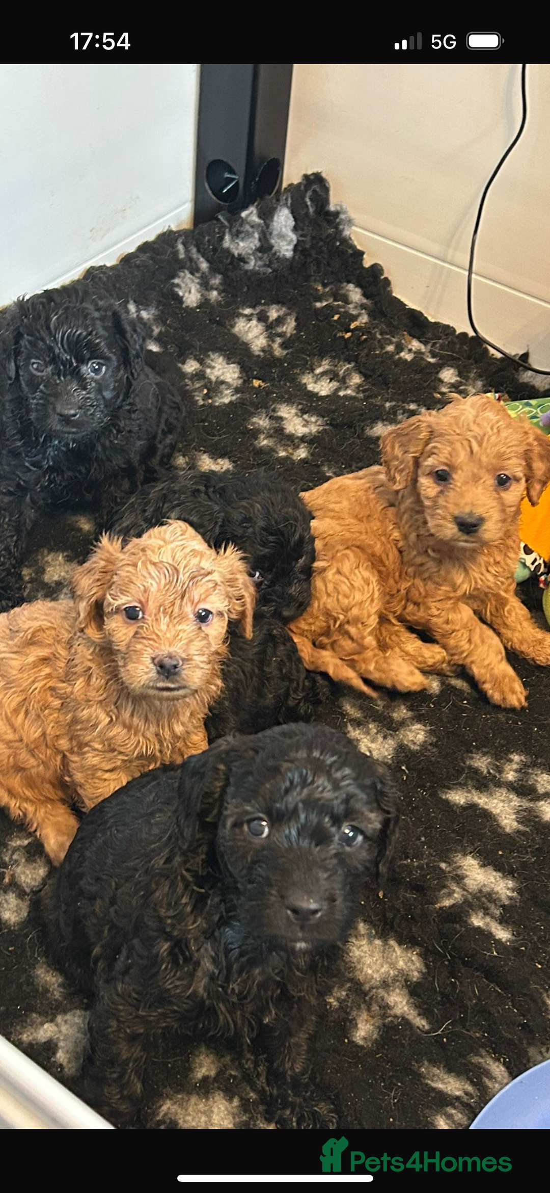 Mixed Breed dogs for sale: final reduction to find forever home  - Image 4
