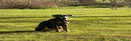Dobermann dogs for sale: Blue Female Dobermann 7 Months Old - Advert 4