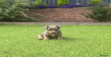 Jack Russell dogs - Advert 1