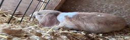 Mini Lop rabbits for sale: 5 beautiful bunnies for sale  - Advert 22