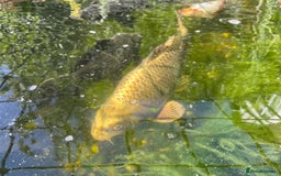 Koi Carp fish for sale: Koi carp and Ghost Koi - very latge - Image 8