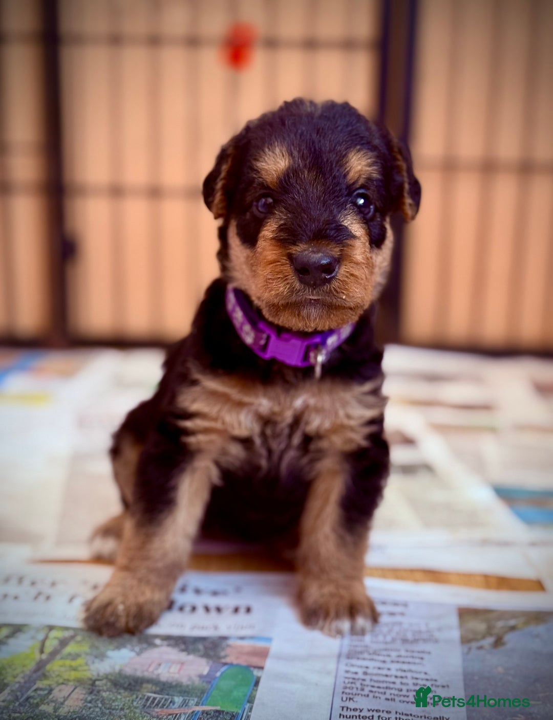 Airedale Terrier dogs for sale: ⭐️⭐️ ADORABLE KC REGISTERED  PUPS ⭐️⭐️ - Image 10
