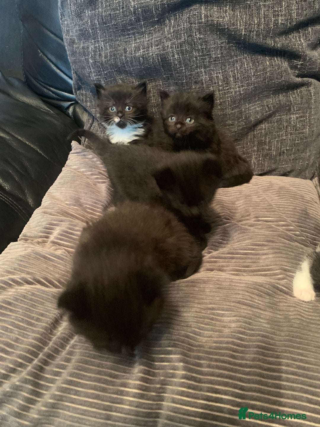Mixed Breed cats for sale: Beautiful bundle of kittens ready for new homes  - Image 2