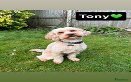 Cavapoo dogs for sale: Beautiful Cavapoo Puppies - Image 9
