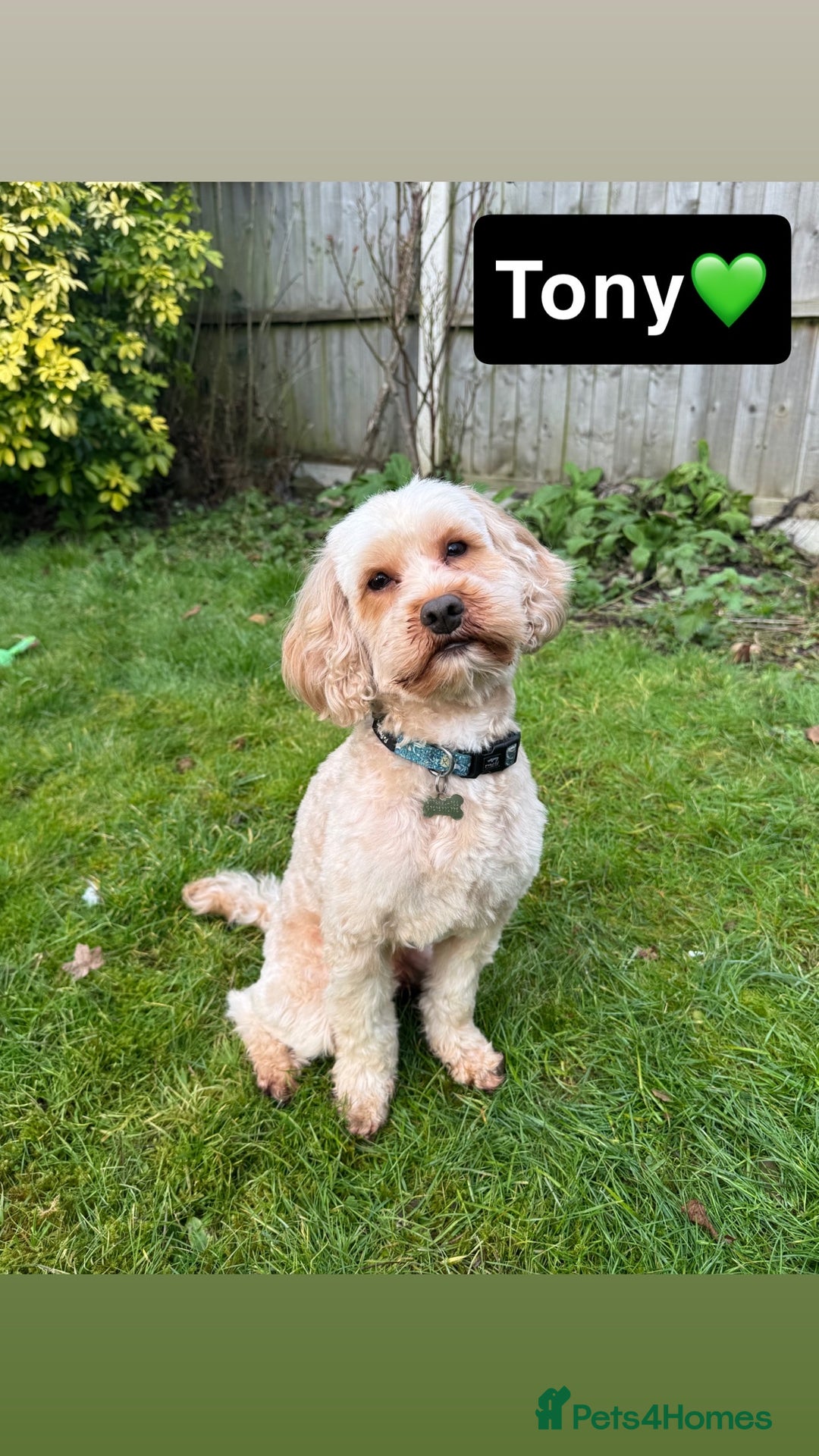 Cavapoo dogs for sale: Beautiful Cavapoo Puppies - Image 9
