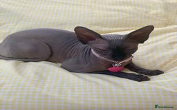Sphynx cats for sale: Rehoming beloved Sphynx girl🤍 - Image 3