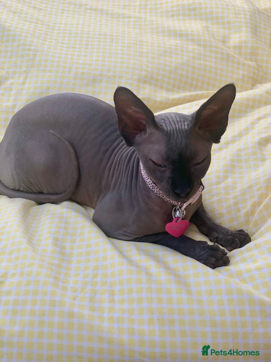 Sphynx cats for sale: Rehoming beloved Sphynx girl🤍 - Image 3