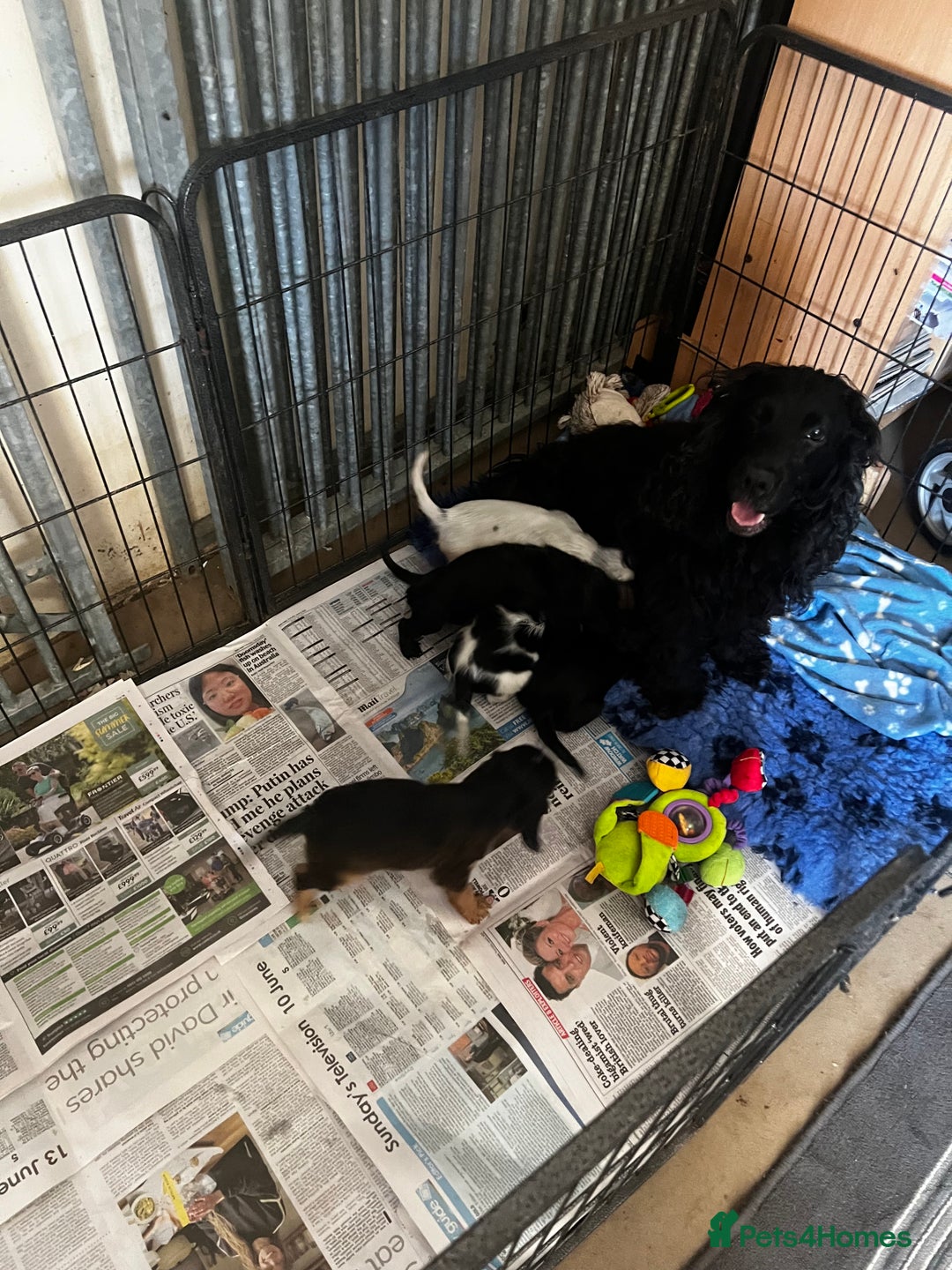 Cocker Spaniel dogs for sale: Stunning small cocker spaniel puppies - Image 6