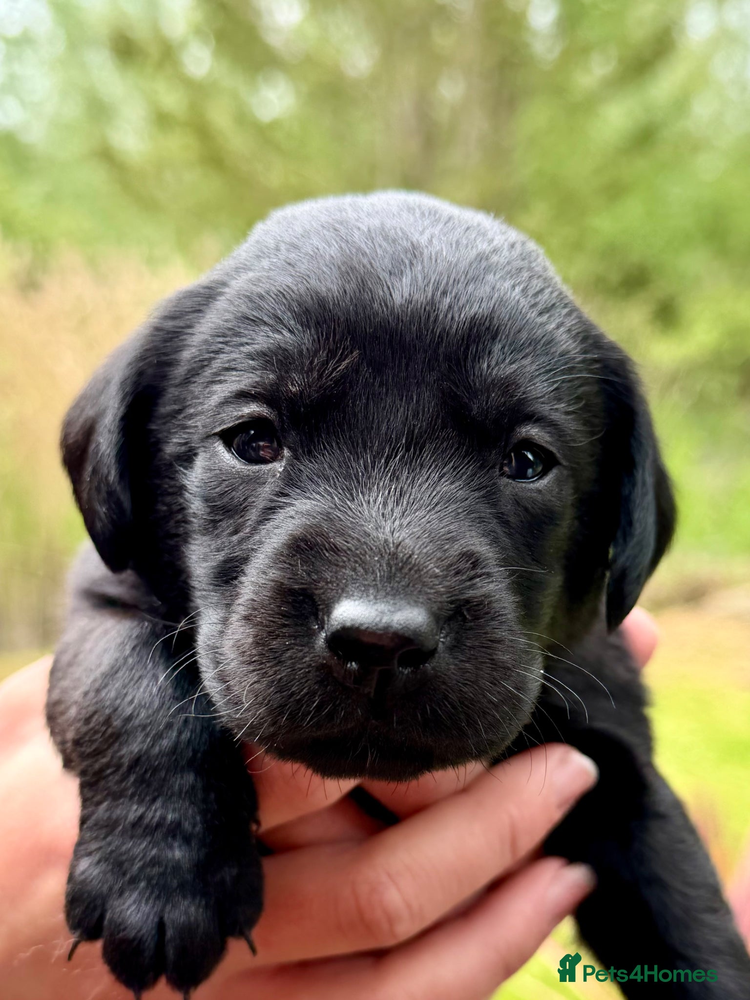 Labrador Retriever dogs for sale: Well-bred, health-tested Labrador Retriever - Advert 7