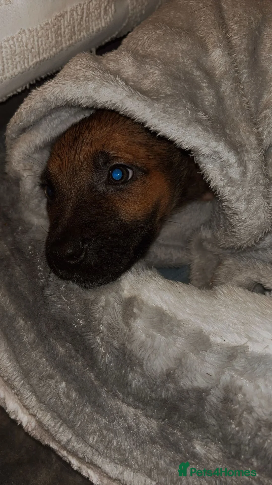 Mixed Breed dogs for sale: Gorgeous pup - Advert 10