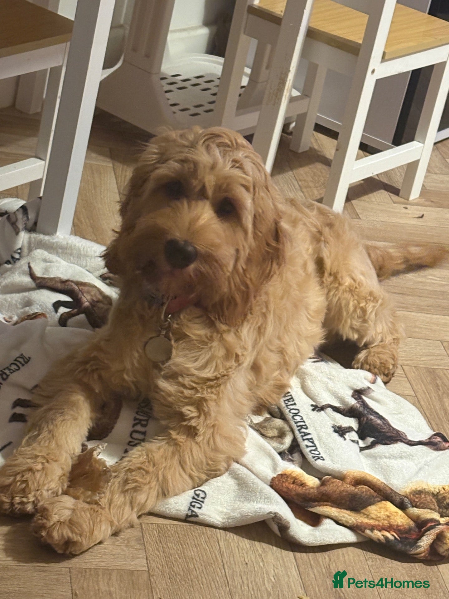 Cavapoo dogs Seven month old cavapoo girl for sale - Advert 3