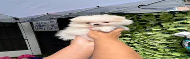 Pomeranian 5