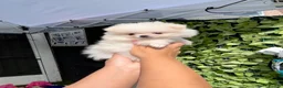 Pomeranian dogs for sale: Teddy bear Pomeranian  **  puppies  in Lutterworth - Advert 5