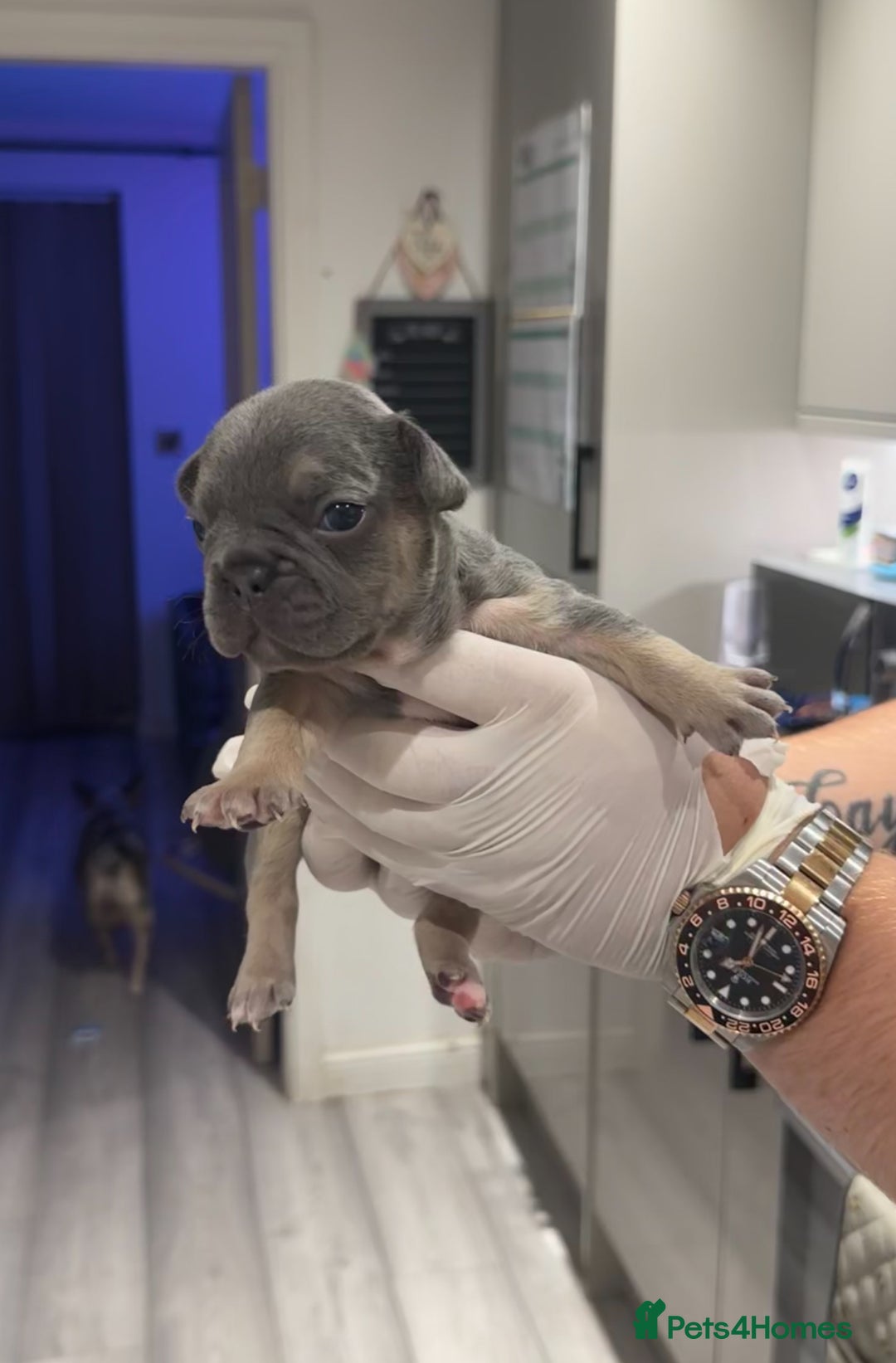 French Bulldog dogs for sale: 🤍 Merle / Lilac + Tan French bulldog puppies🤍 - Image 19