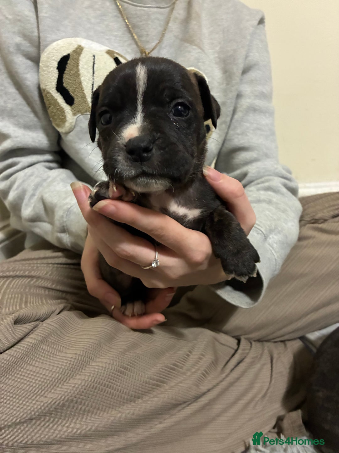 Mixed Breed dogs for sale: Staffordshire bull terrier  - Image 11