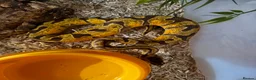 Python Snake reptiles for sale: 4 friendly Ball Royal Python for sale - Advert 3