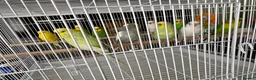 Budgerigars birds for sale: Mixed variety of Budgies For Sale - Advert 7