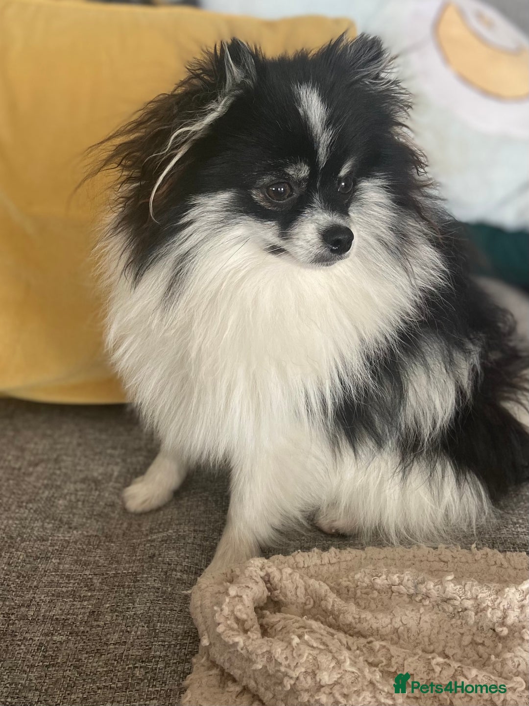 Pomeranian dogs for sale: Beautiful Pomeranian puppies  - Advert 9